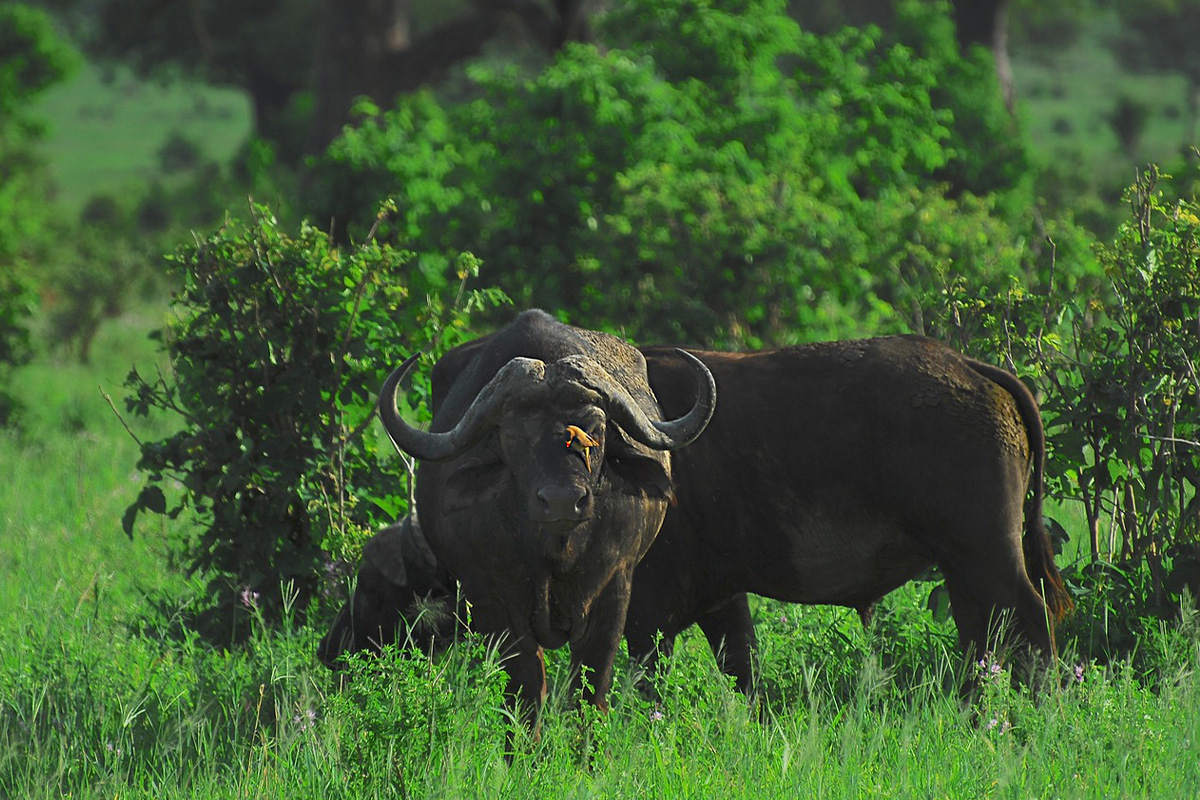 Tarangire National Park
