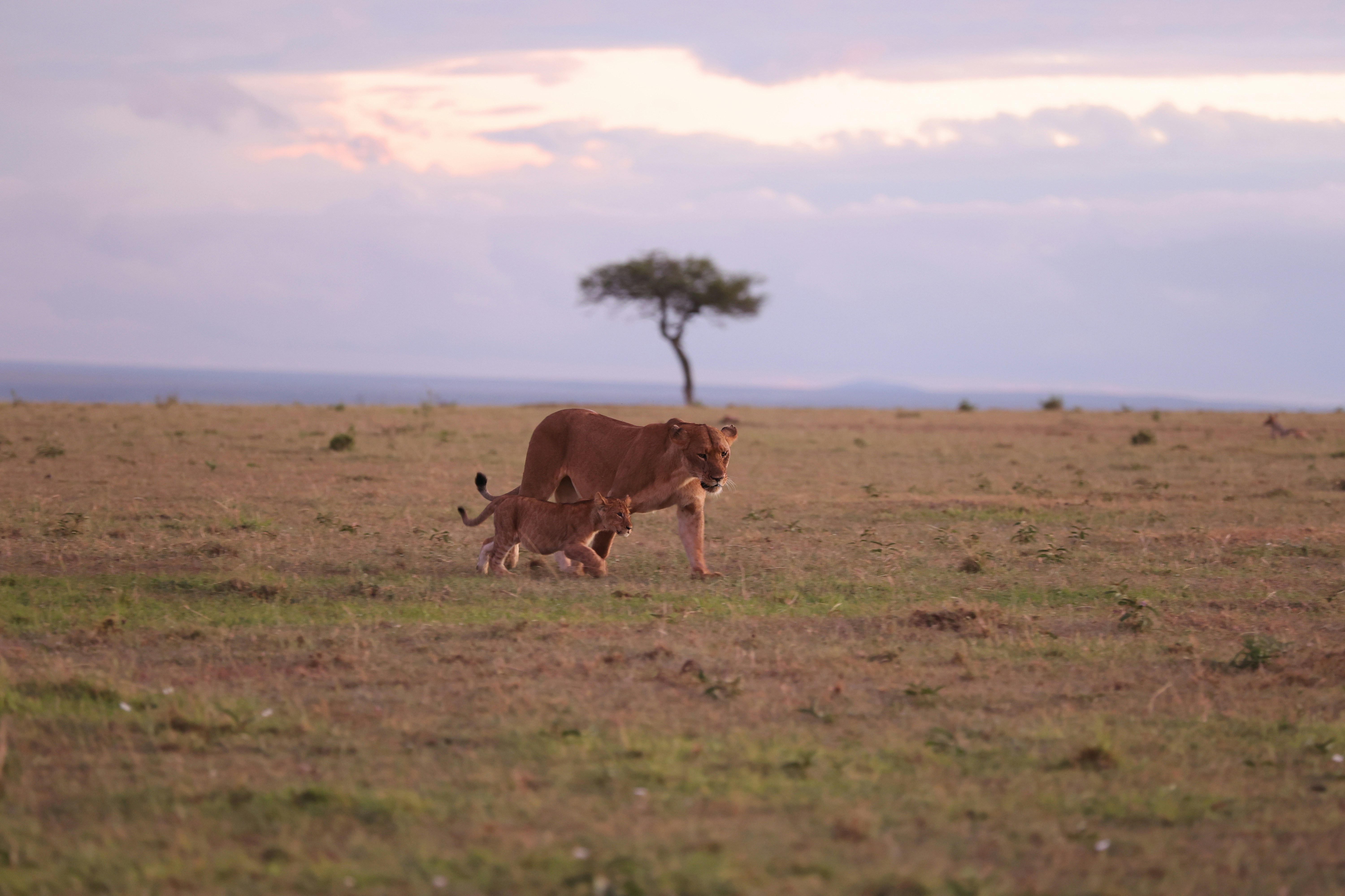 Tarangire River