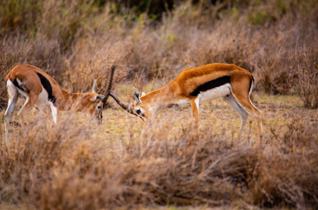 Serengeti Full Day Game Drive