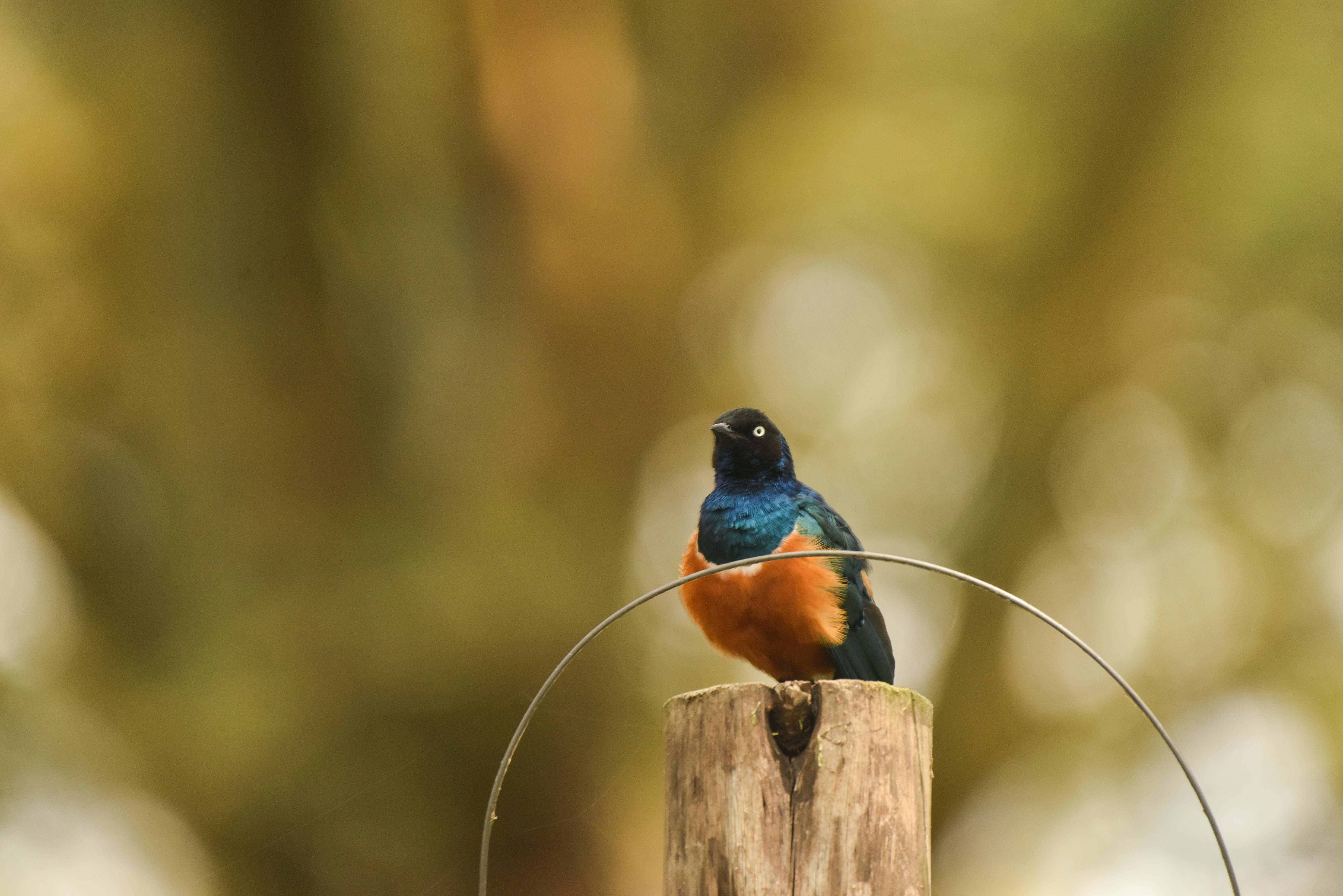 Birdlife