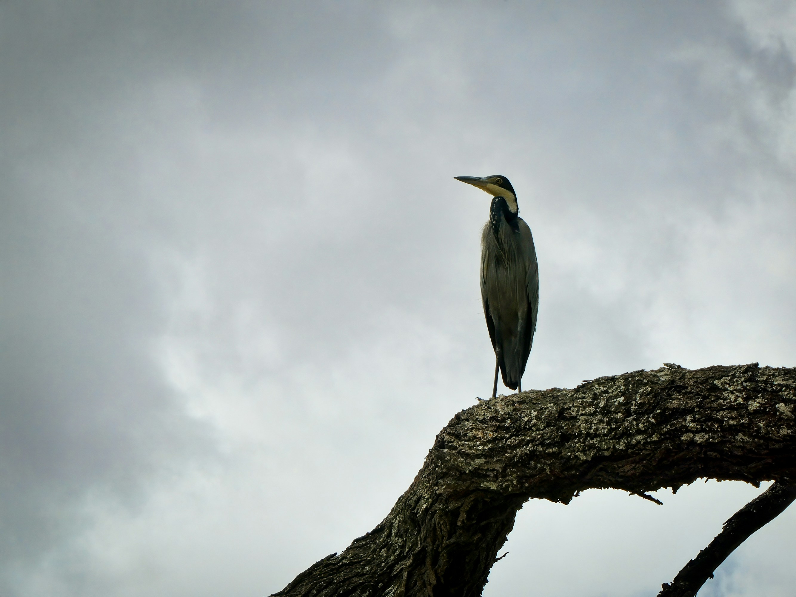 Birdlife in Tarangire