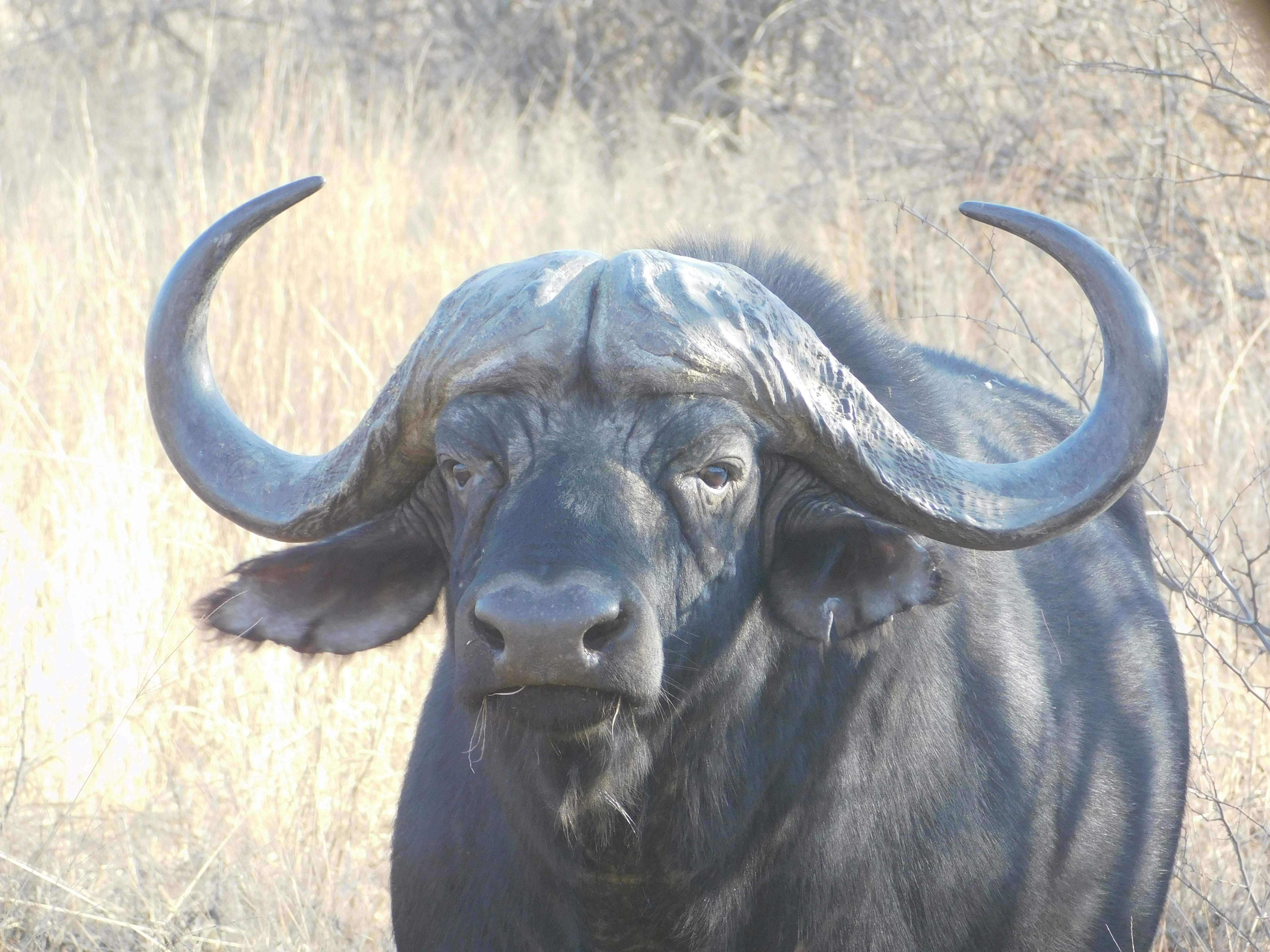 African Wildlife
