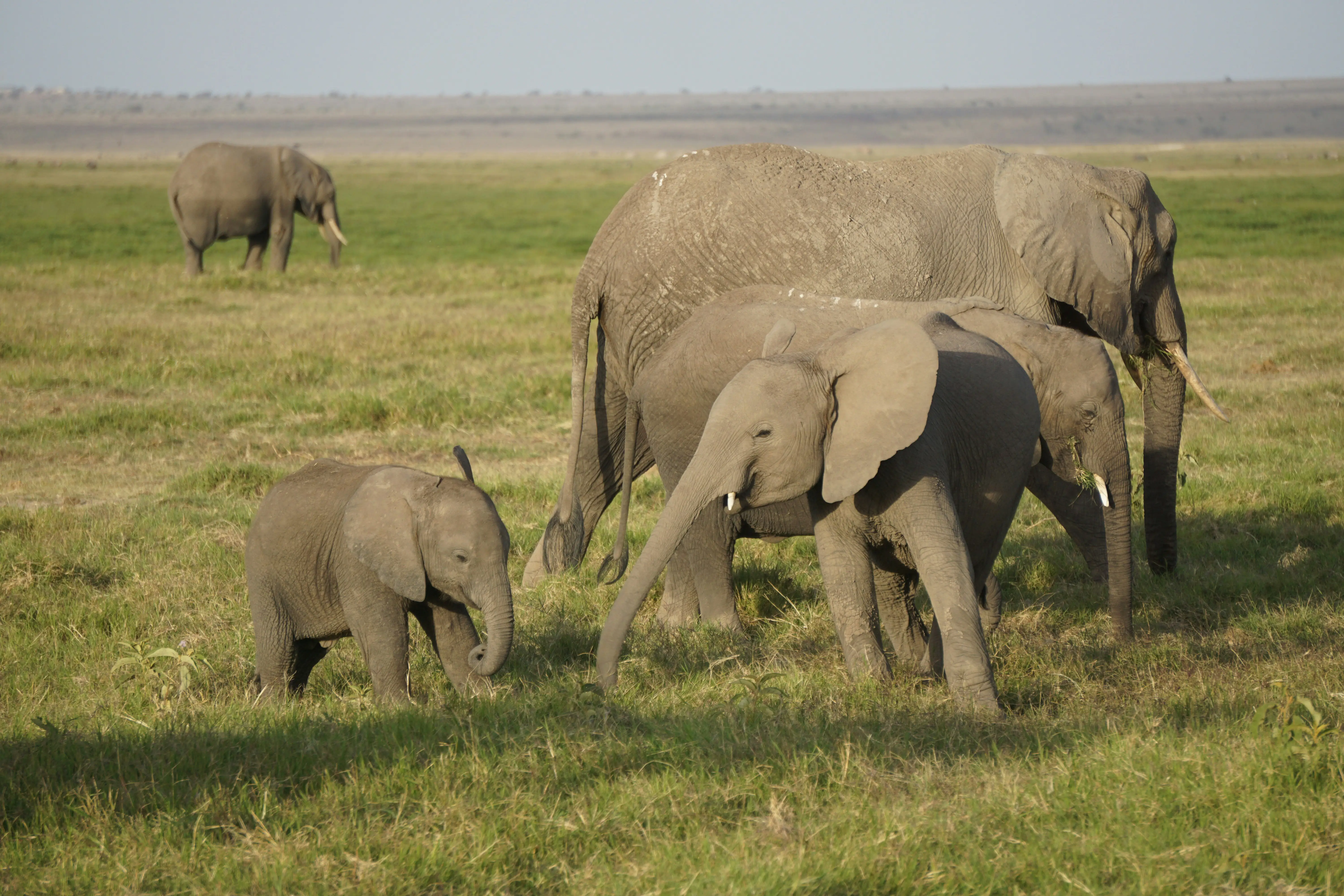 Tarangire Elephants