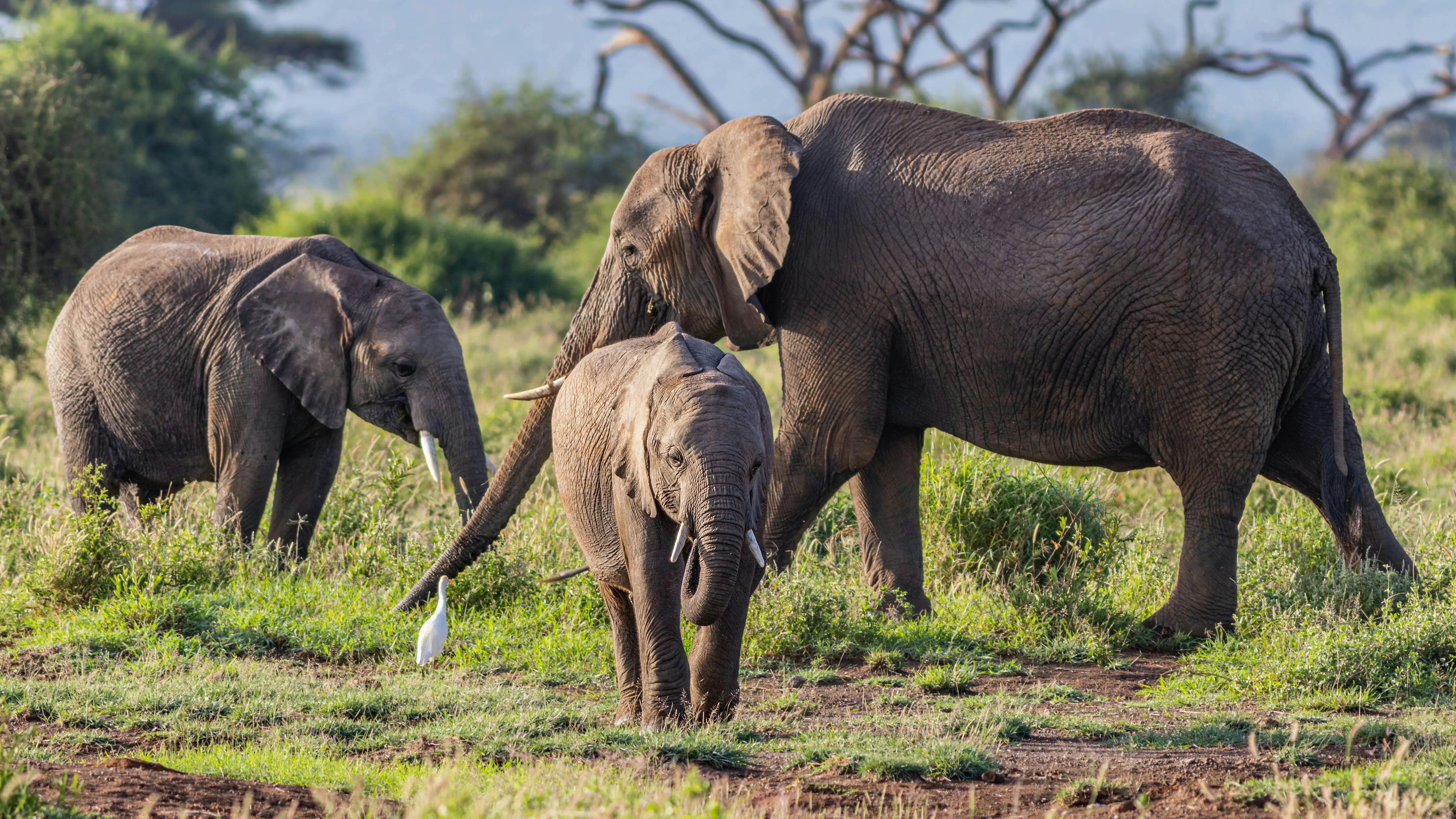 Tarangire National Park