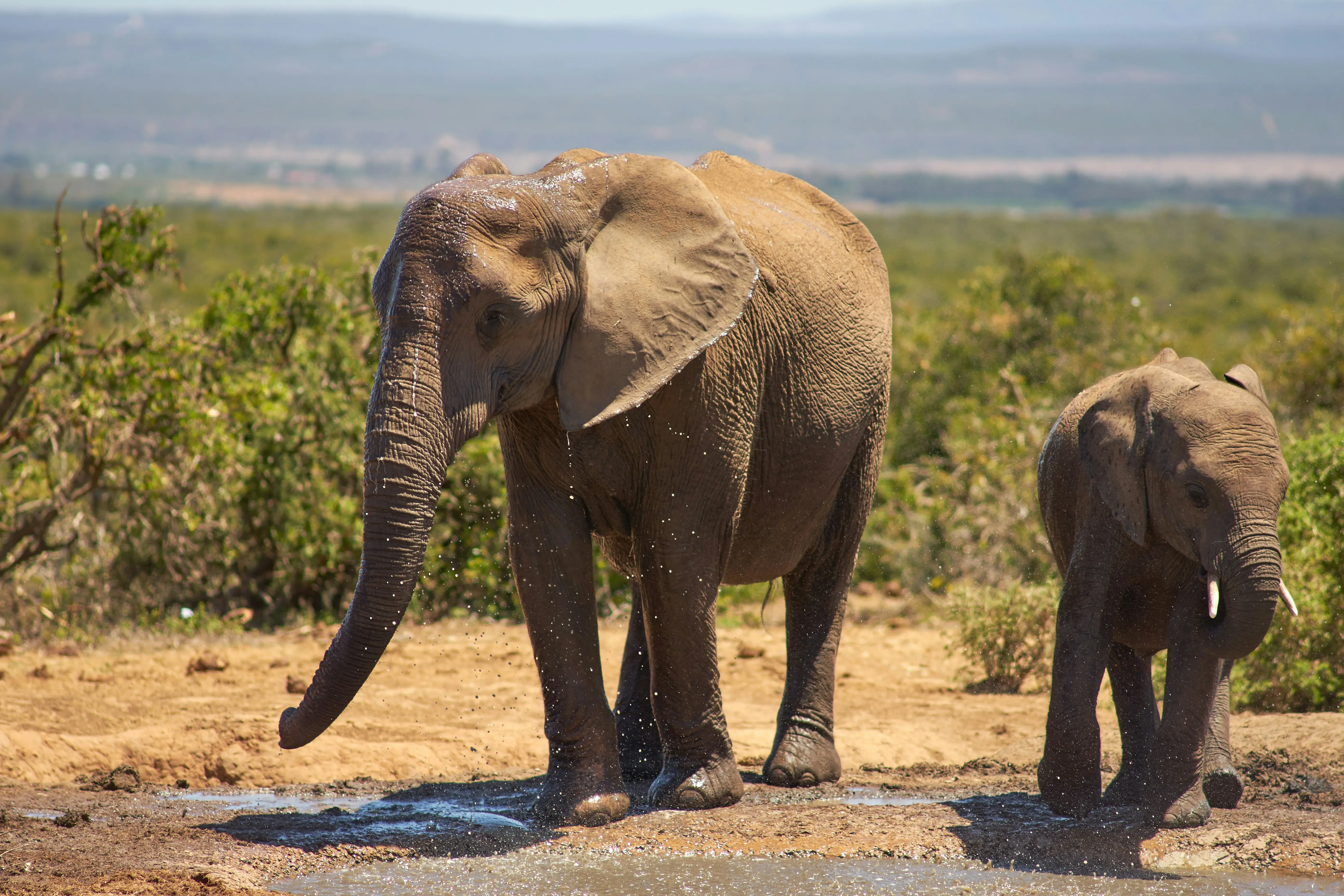 Selous Elephants