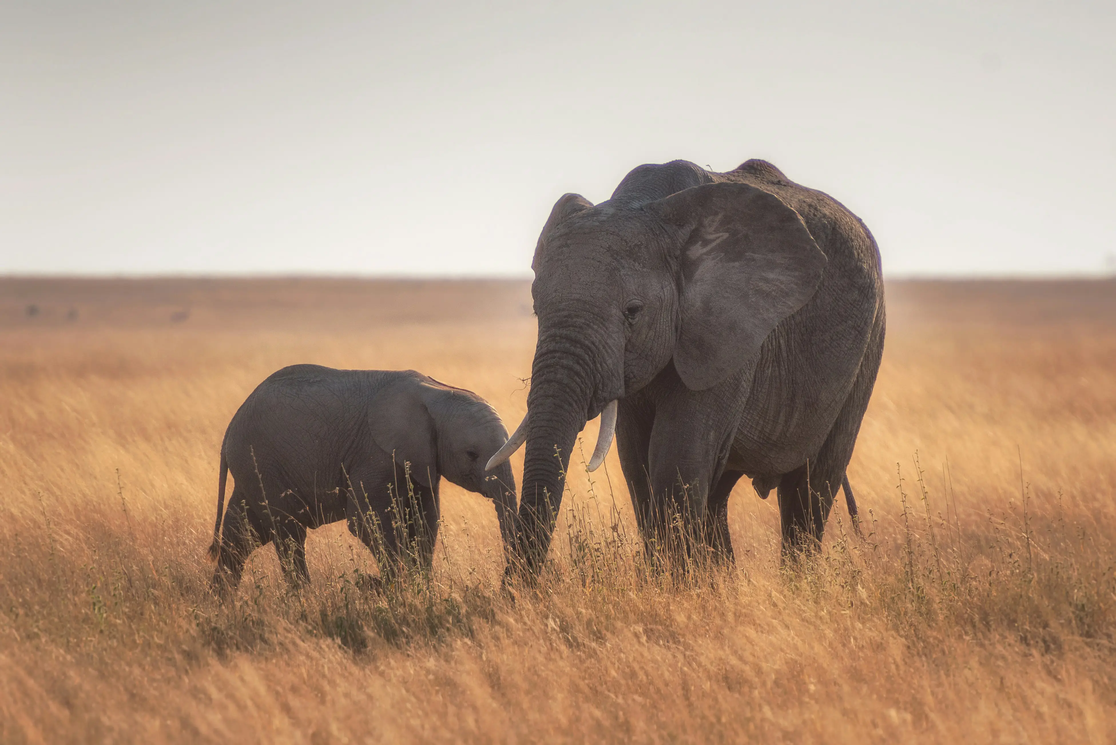 Tarangire Elephants