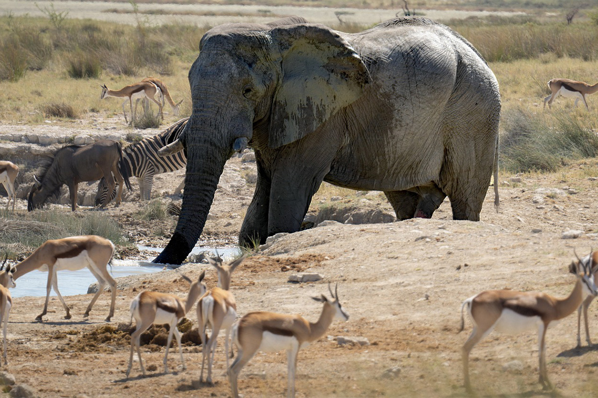 4-Day Luxury Safari