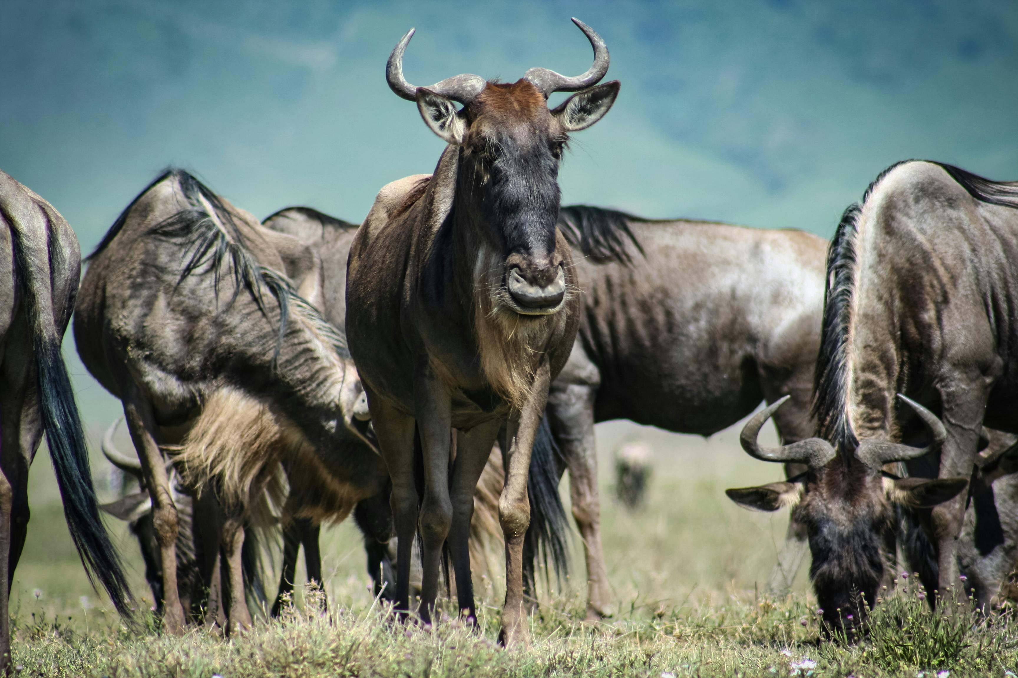 Serengeti National Park