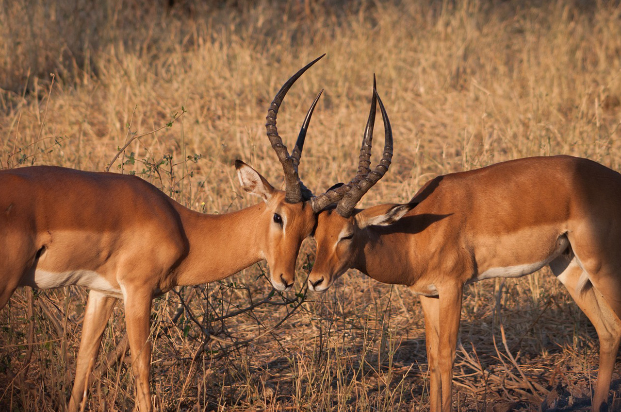 Tarangire
