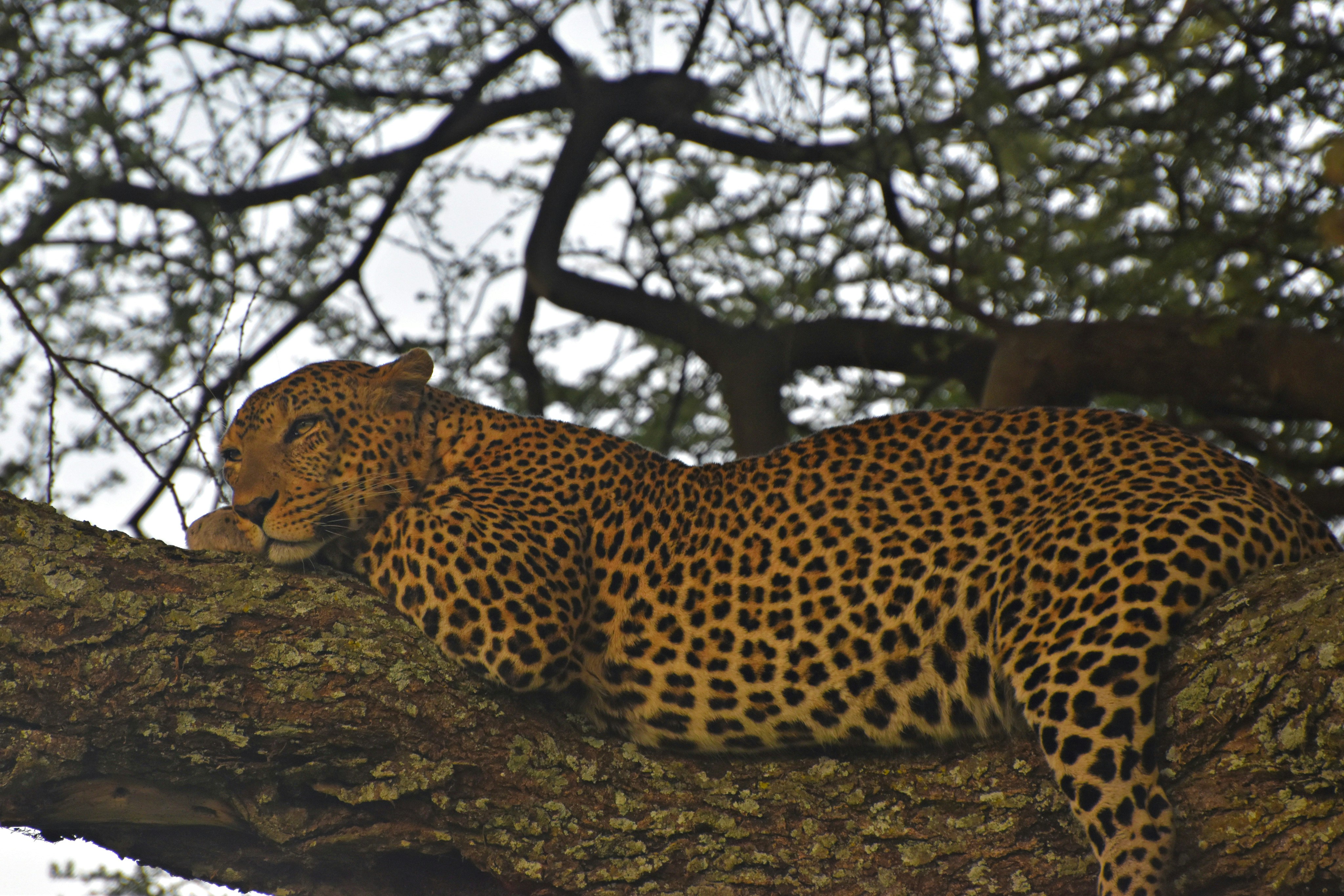 Central Serengeti