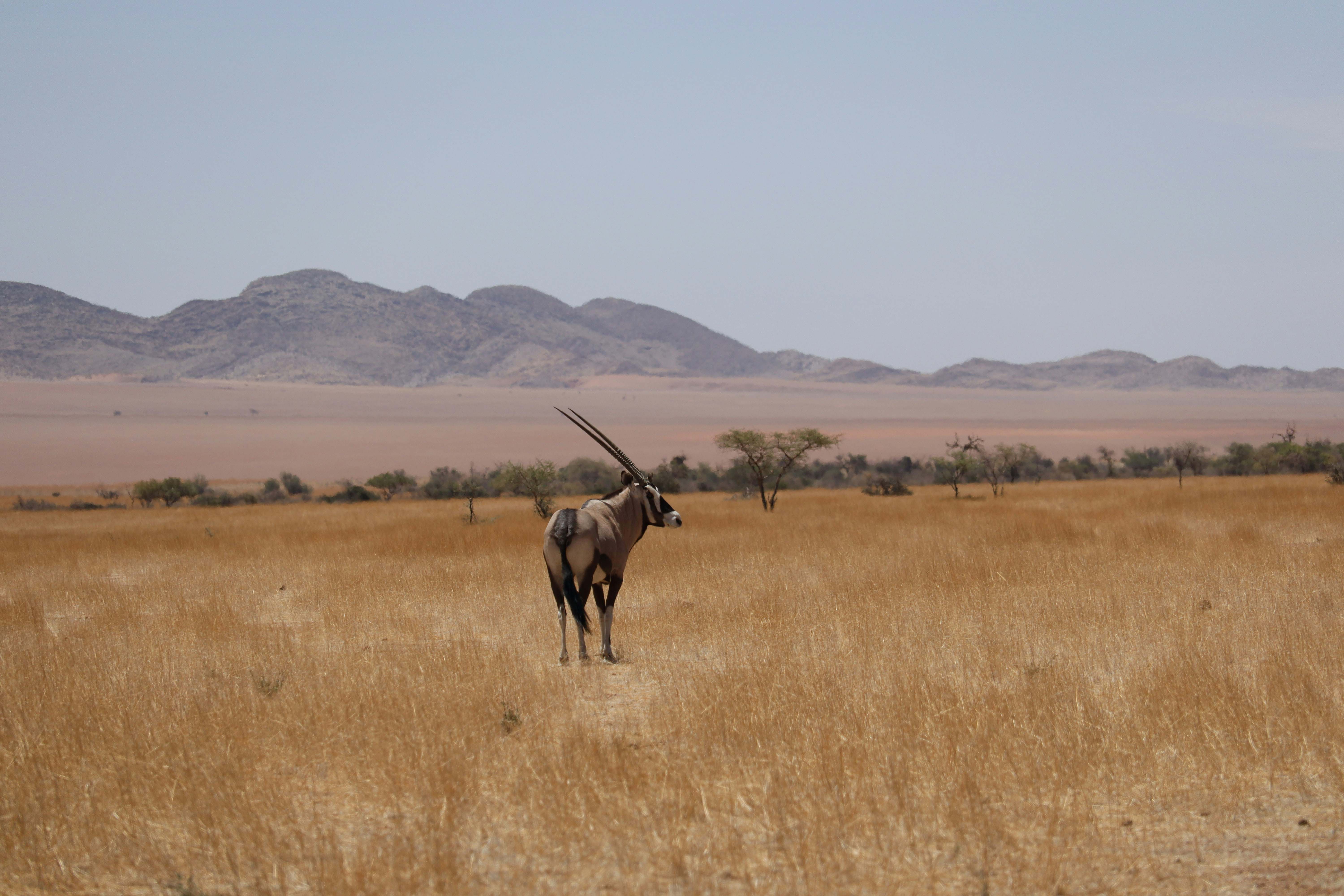 Lions in Ngorongoro