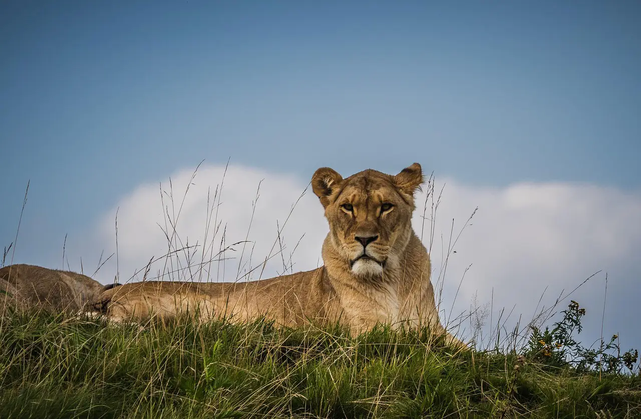 Ngorongoro Conservation