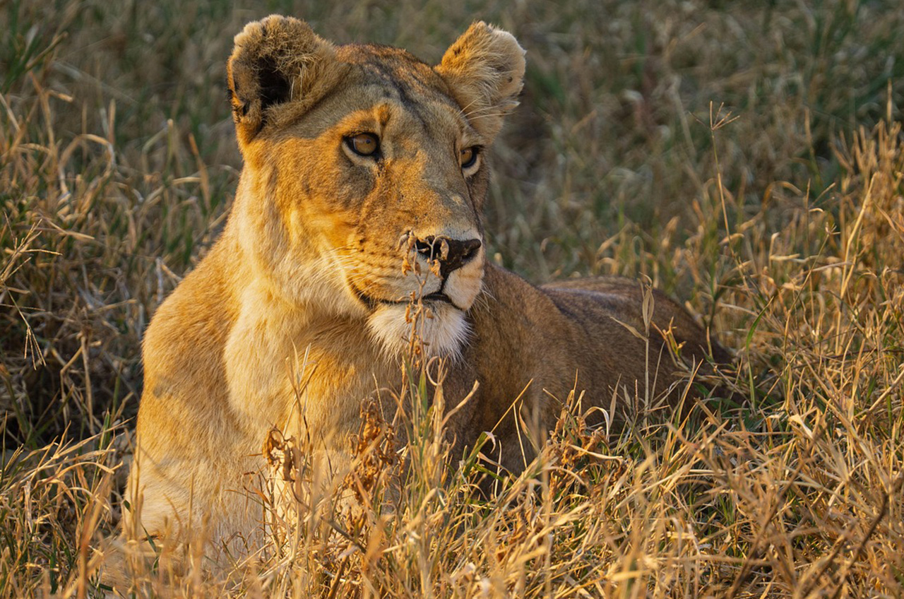 Big Five in Ngorongoro