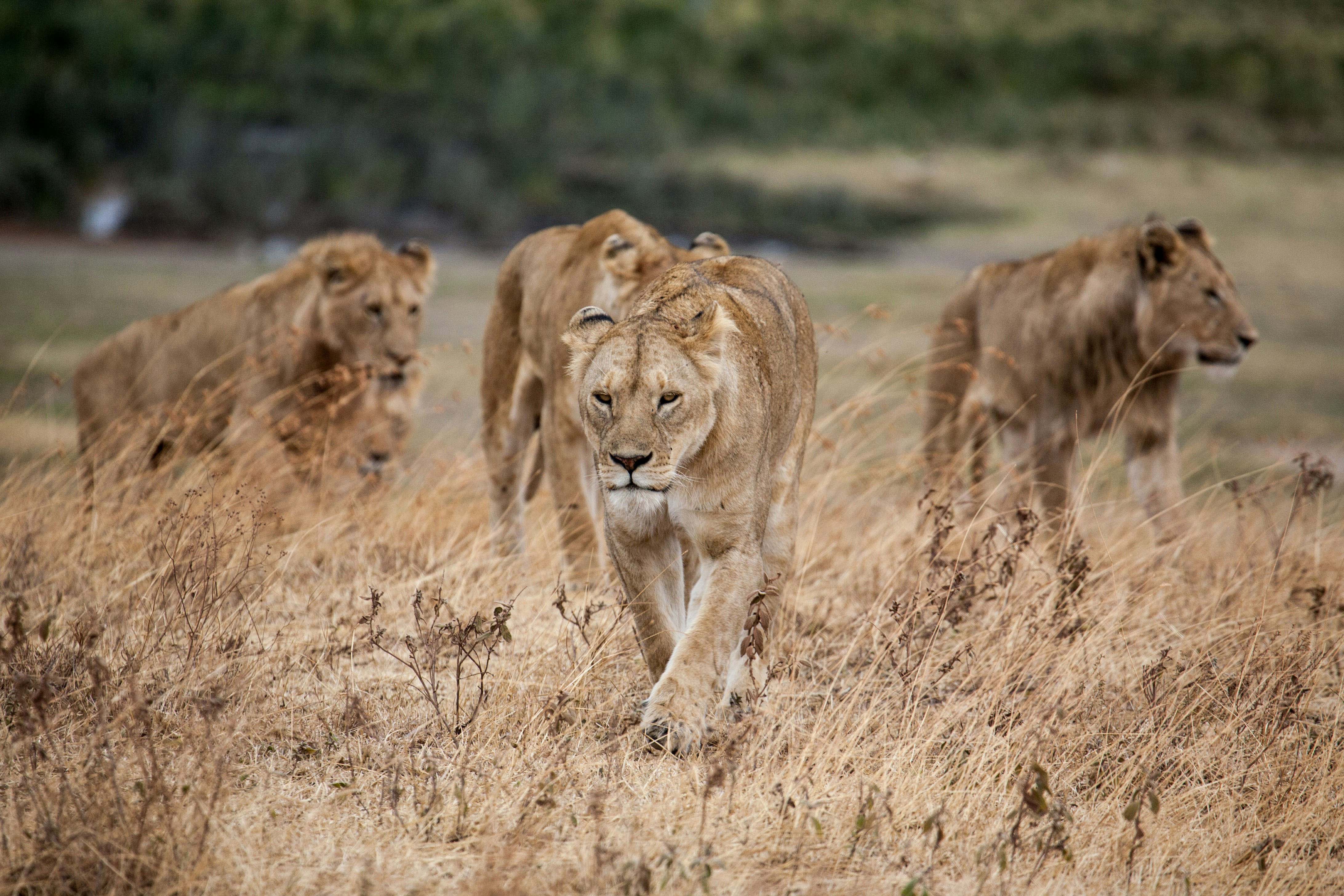 Ngorongoro Crater