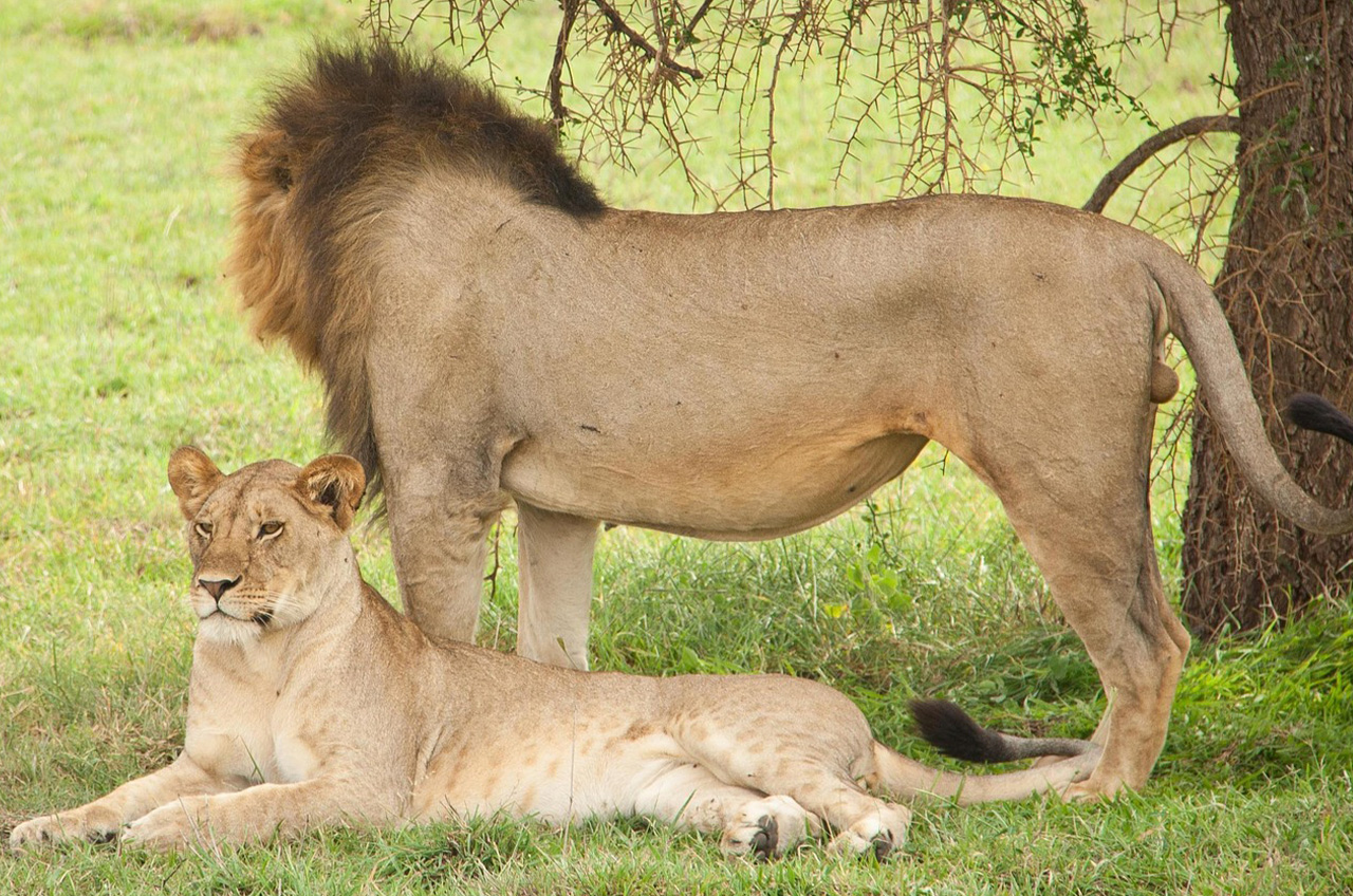Lake Manyara to Serengeti