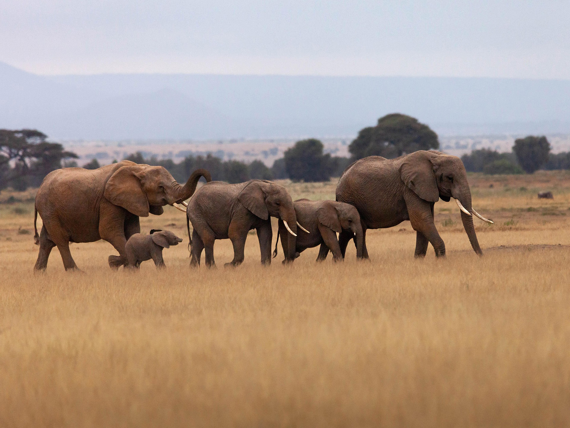 Lake Manyara Wildlife