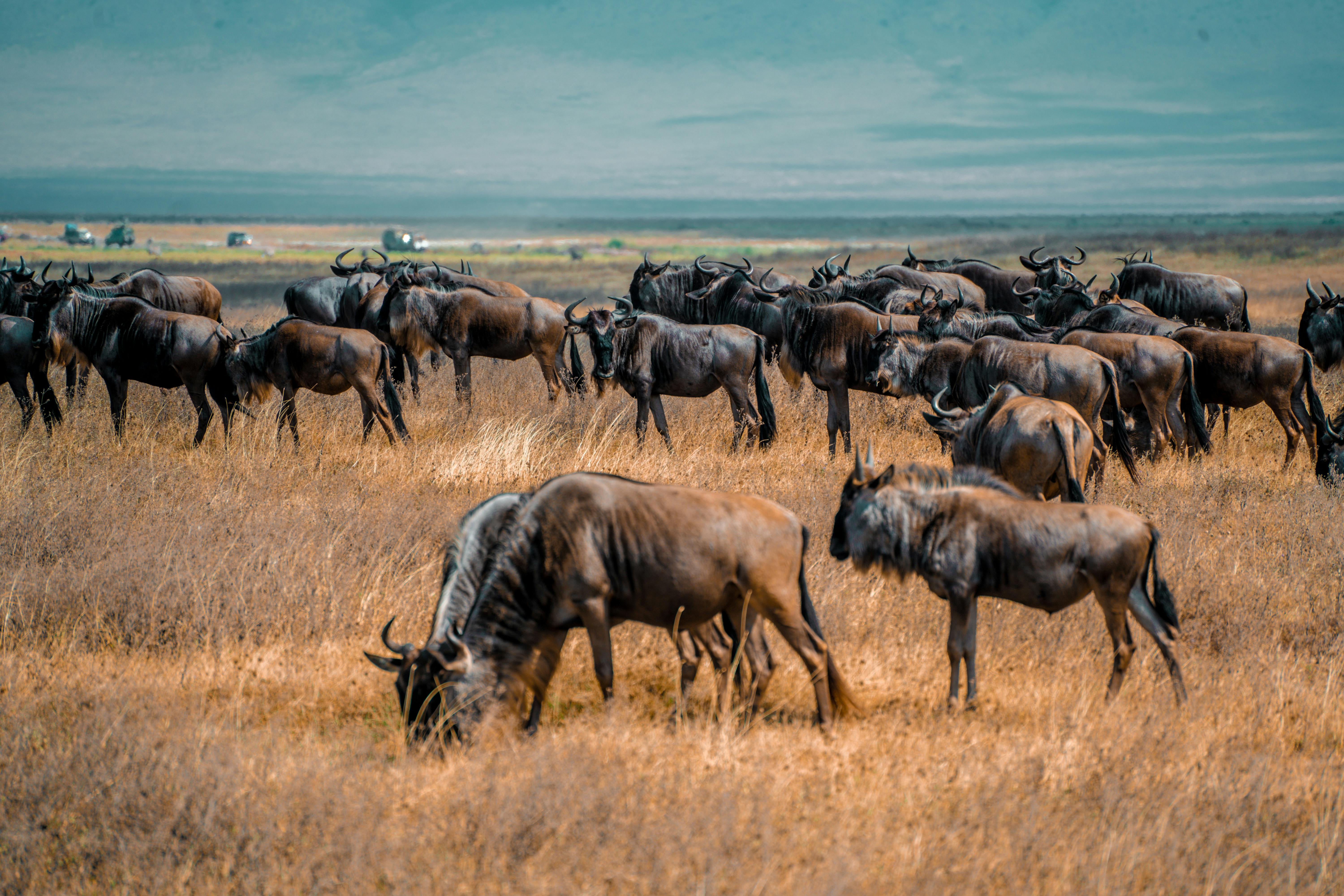 North Serengeti