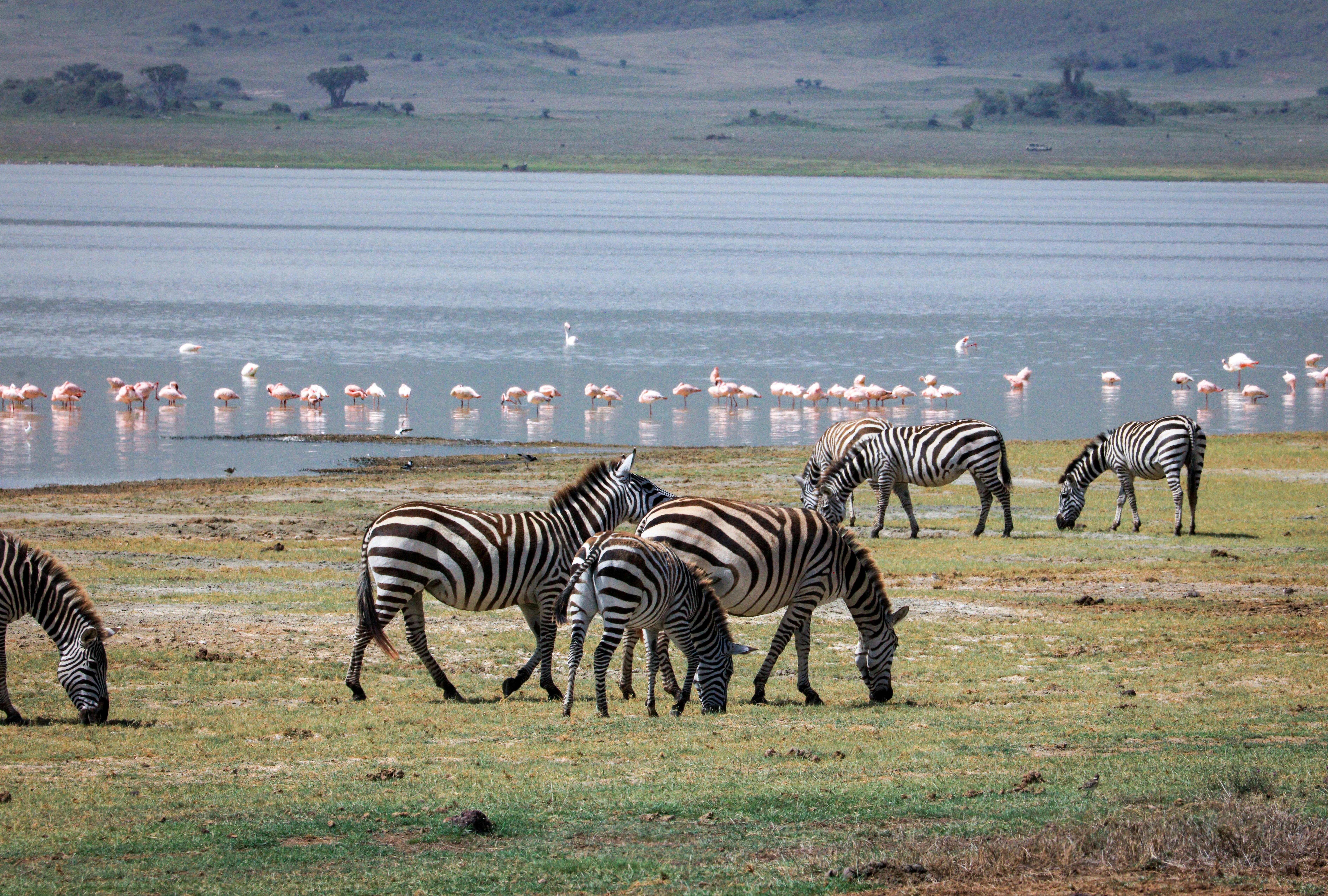 Serengeti Plains