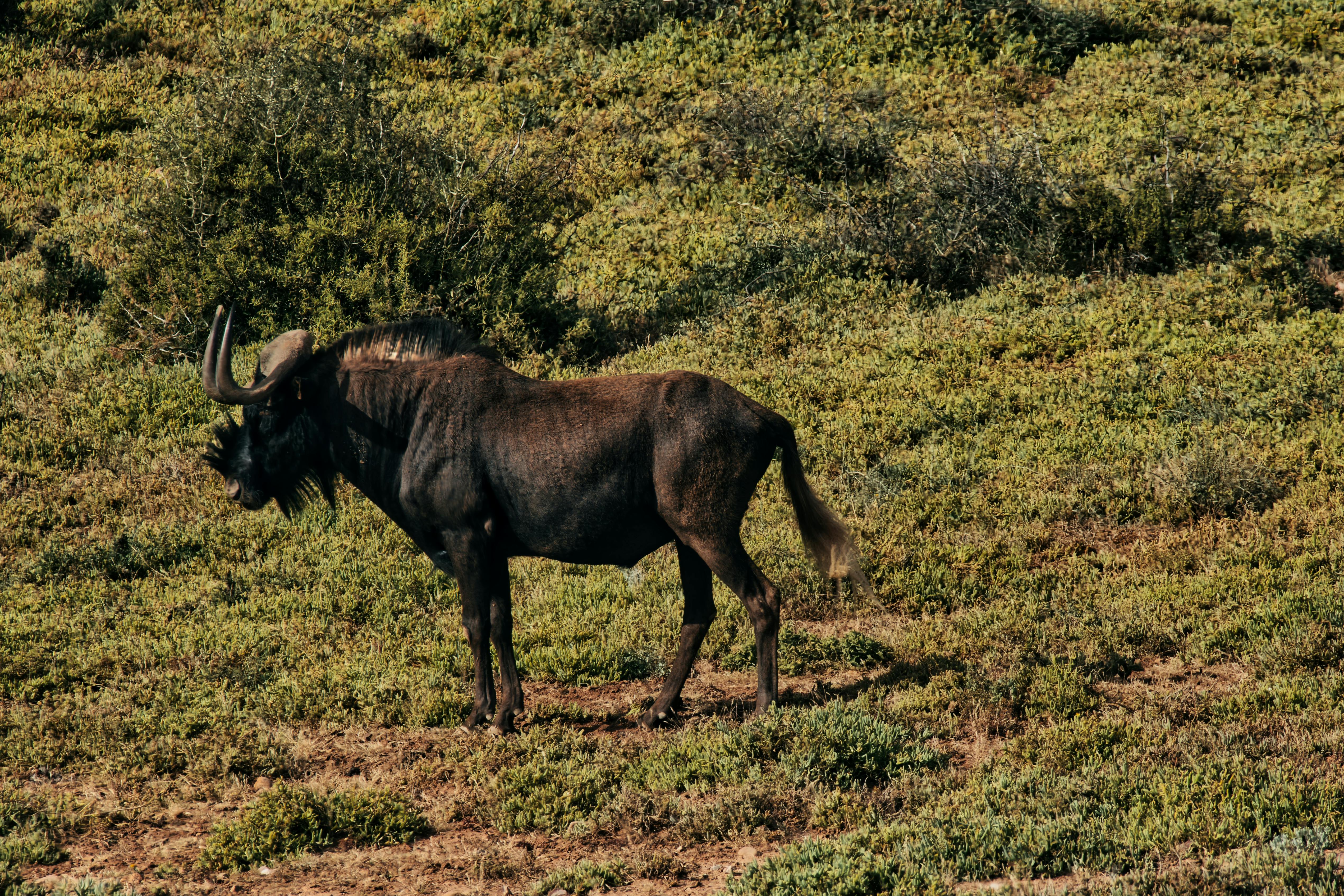 Wildebeest Calving