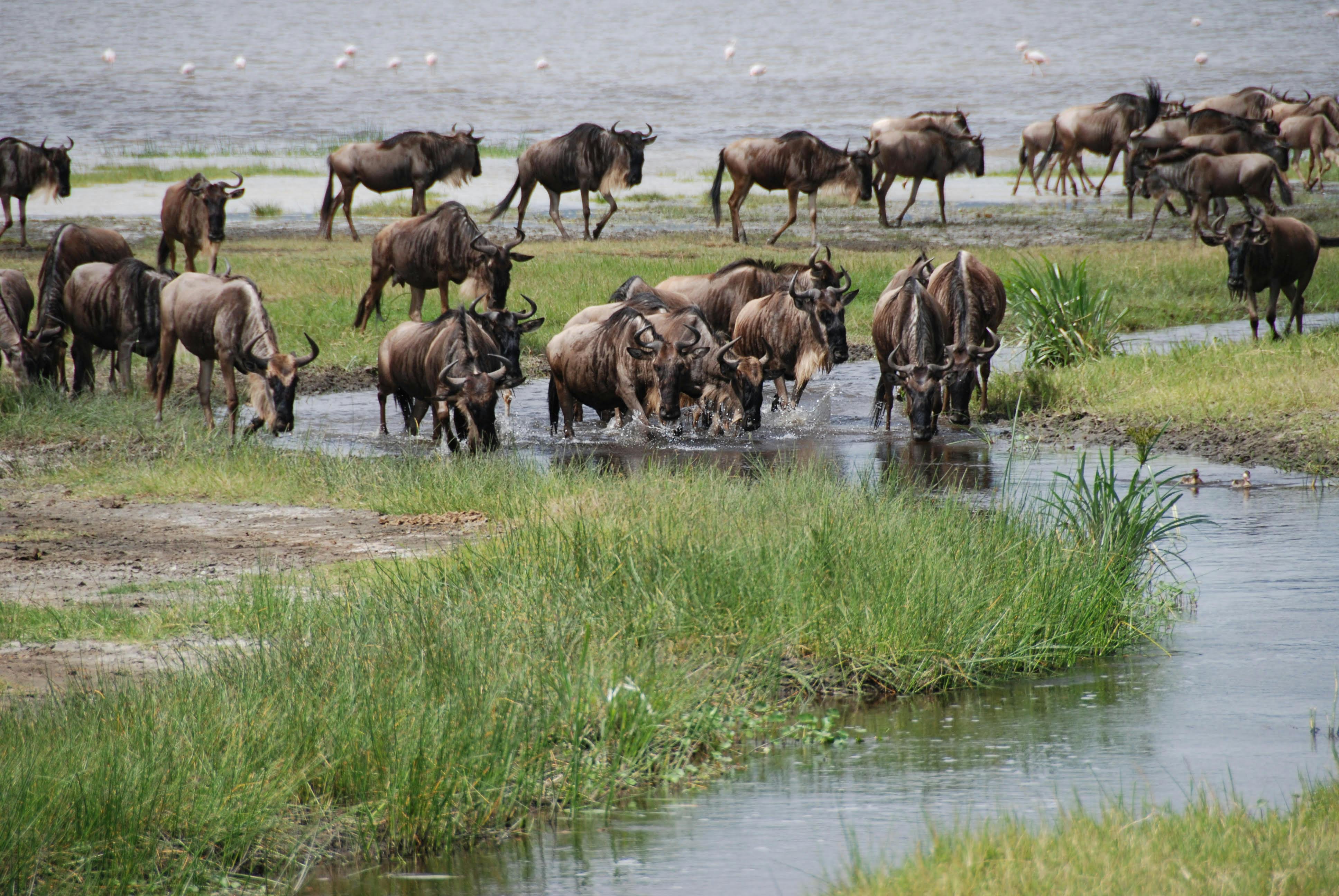 Mara River Crossing