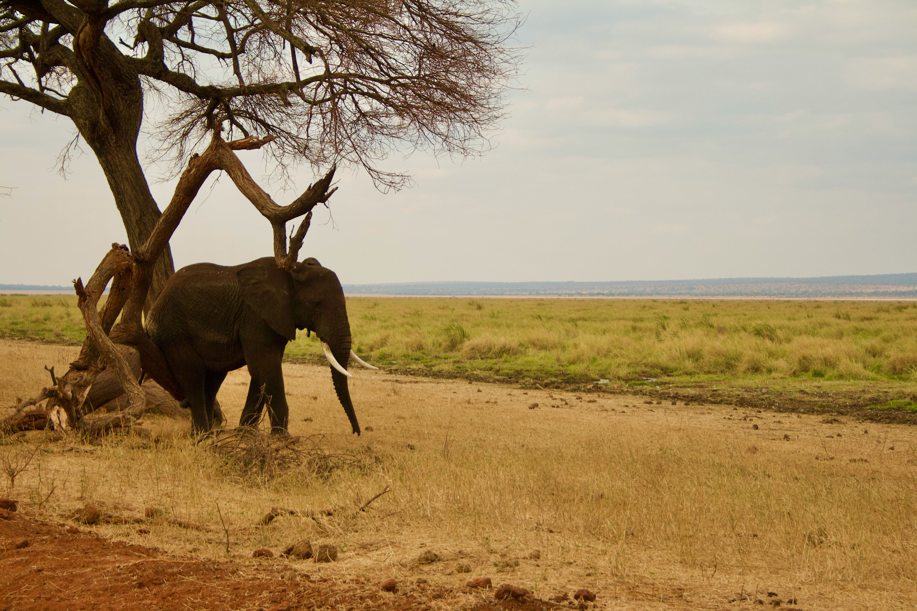 Ngorongoro Crater