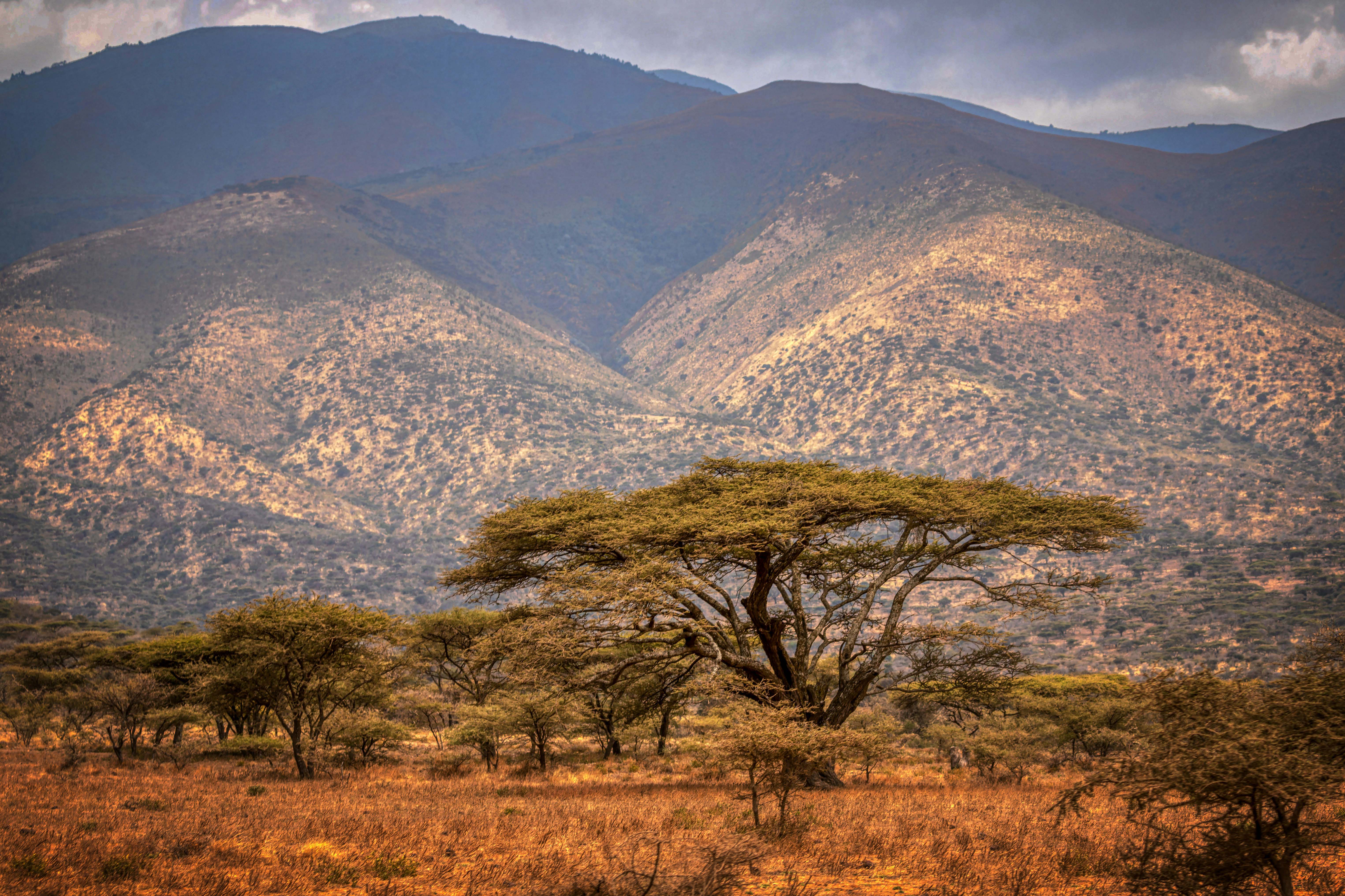 Ngorongoro Crater Game Drive