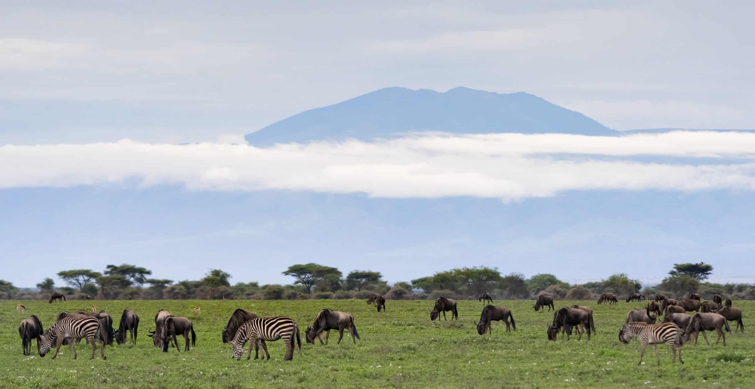 Ndutu Plains