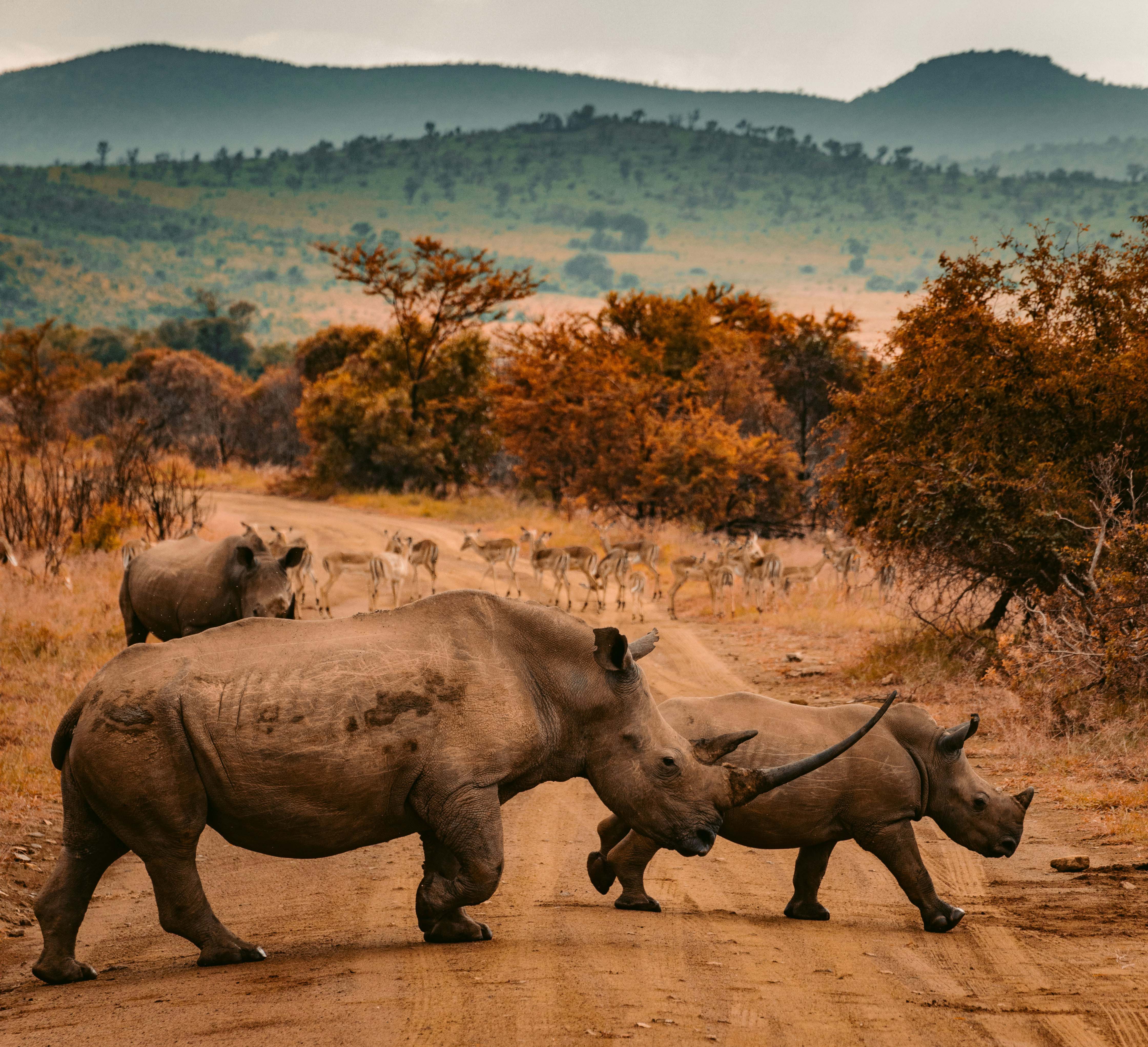 Black Rhino