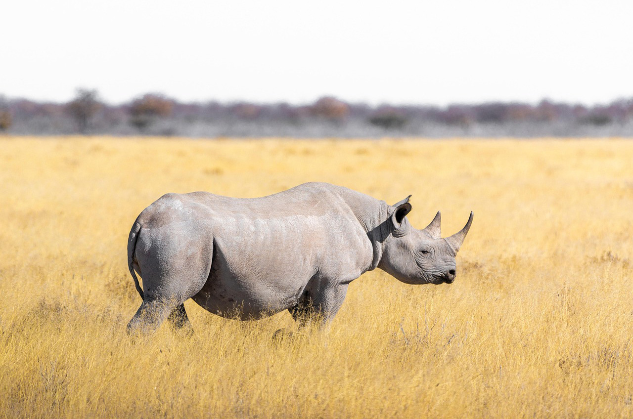 Tarangire National Park