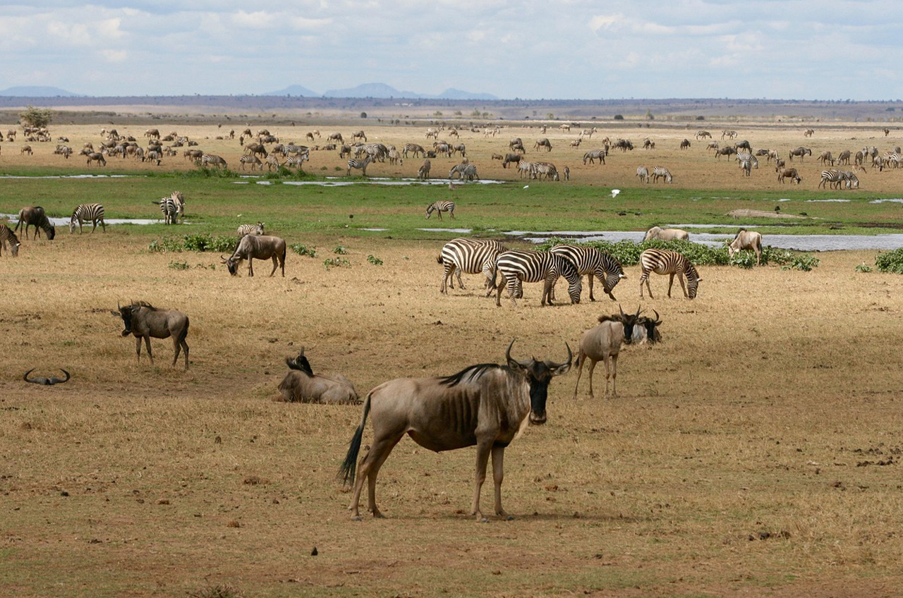 6-Day Grumeti River Crossing Tour