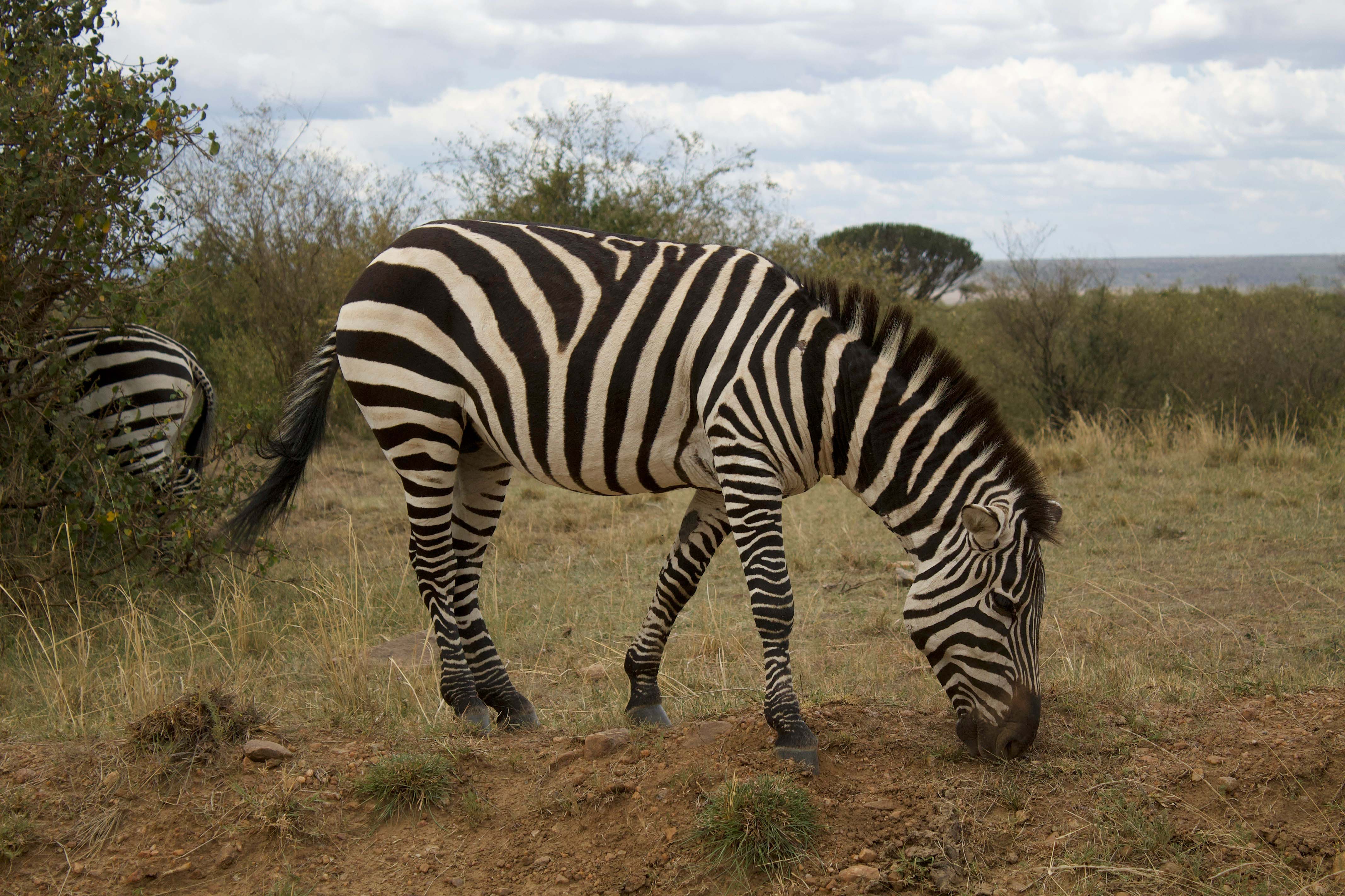 Tarangire Buffalo