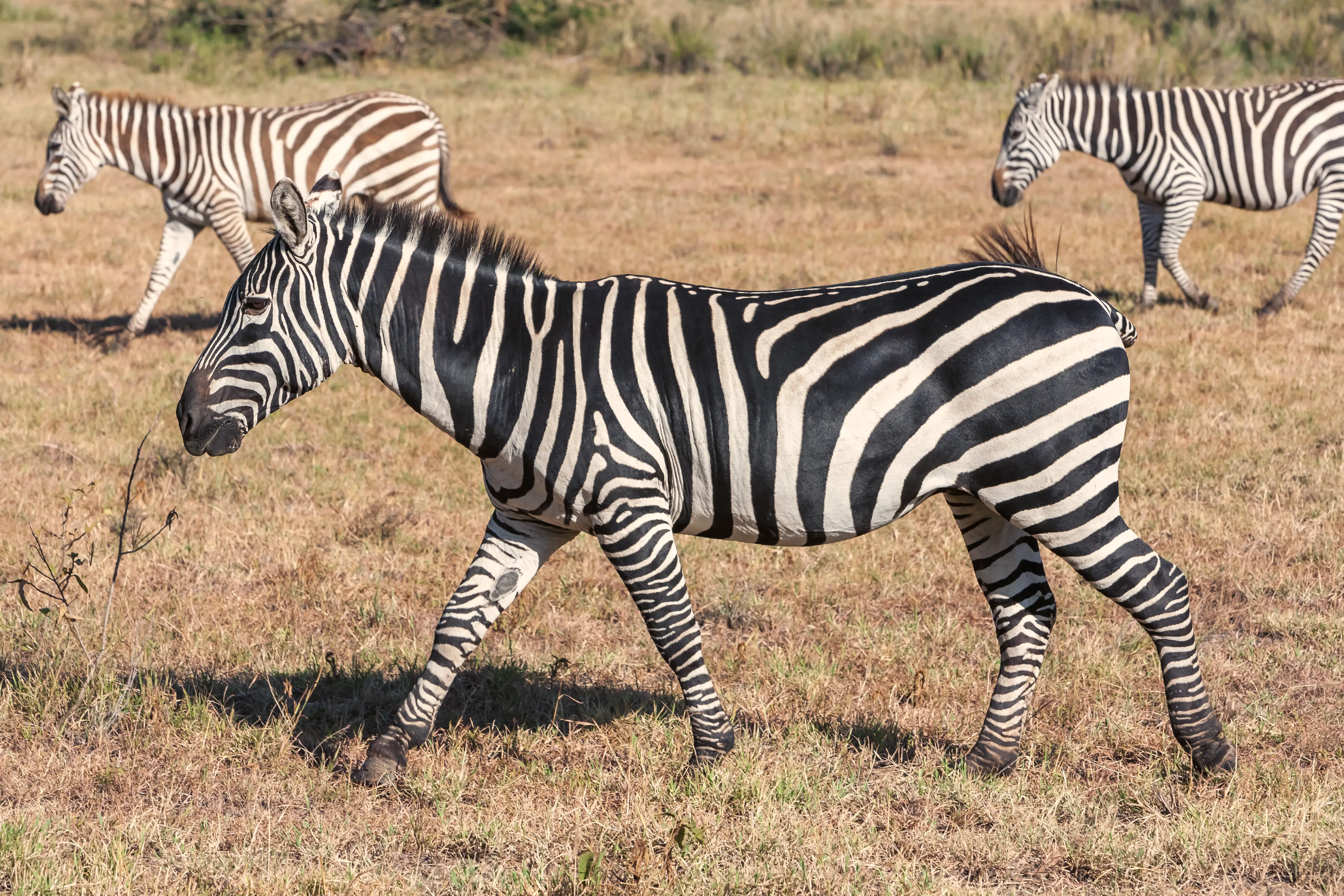 Tarangire National Park